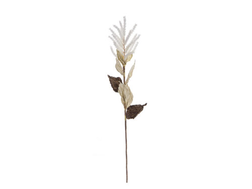 SOLIDAGO DRIED CM58 CREMA