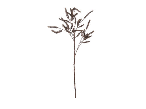 RAMO SETARIA DRIED CM107 MARRONE