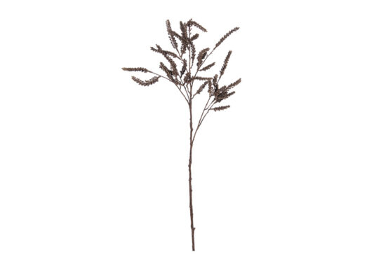 RAMO SETARIA DRIED CM107 MARRONE