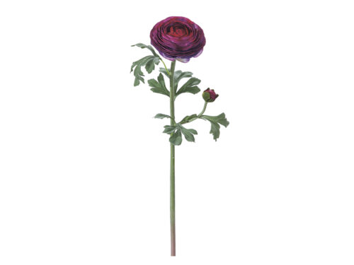 RANUNCOLO TOUCH DELUXE PURPLE