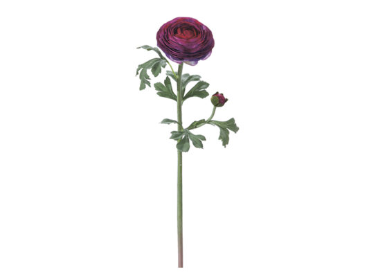 RANUNCOLO TOUCH DELUXE PURPLE