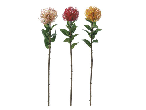 PROTEA NUTAN ASSORTITA