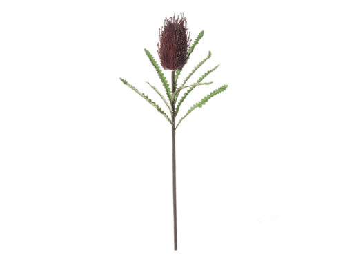 PROTEA ROSSA