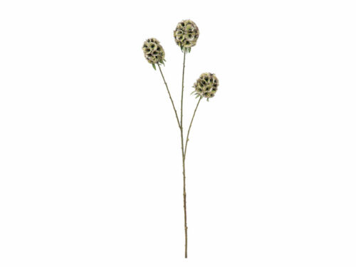 SCABIOSA STELLATA VERDE