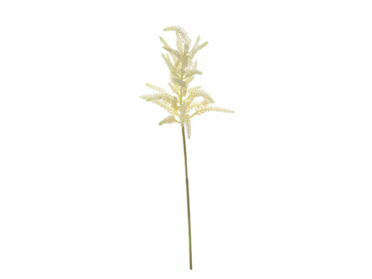 ASTILBE CREMA