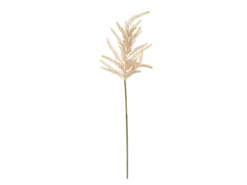ASTILBE ROSA