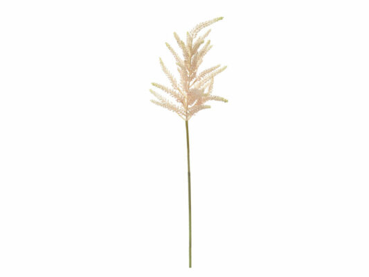 ASTILBE ROSA