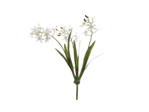 ORCHIDEA VANDA CON FOGLIE BIANCA