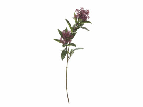 RAMO SKIMMIA BORDEAUX