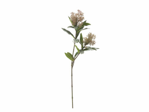 RAMO SKIMMIA CENERE