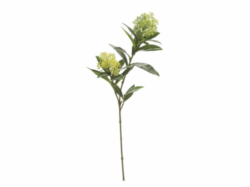 RAMO SKIMMIA VERDE