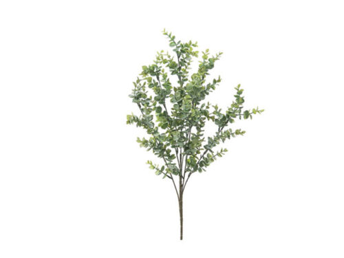 BUSH EUCALIPTUS VERDE CHIARO