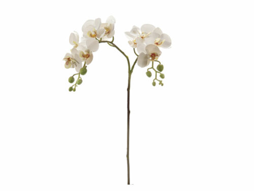 ORCHIDEA RAMIFICATA BIANCA