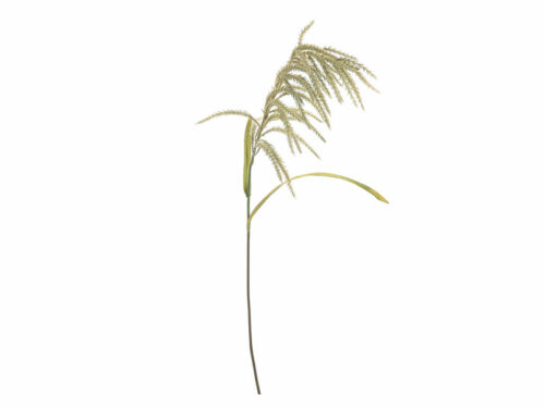 SOLIDAGO MAXI VERDE