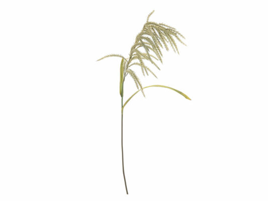 SOLIDAGO MAXI VERDE