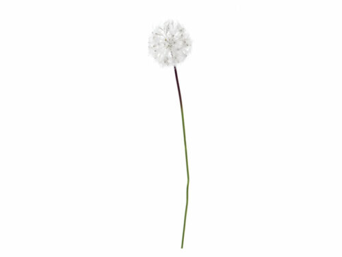 DANDELION BIANCO