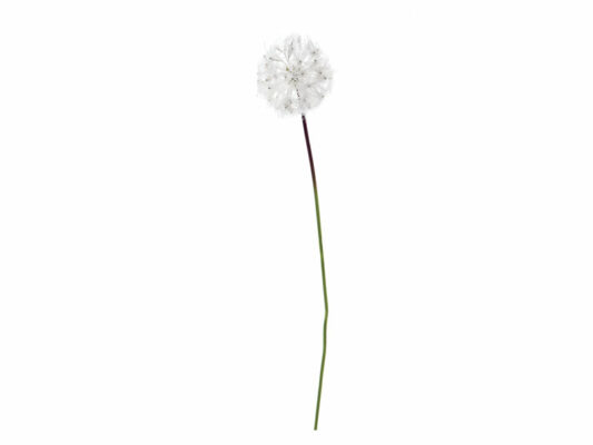 DANDELION BIANCO