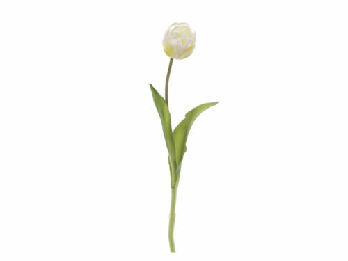 TULIPANO NANCY BIANCO