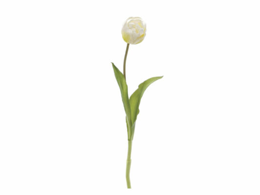 TULIPANO NANCY BIANCO