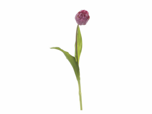 TULIPANO NANCY ROSA