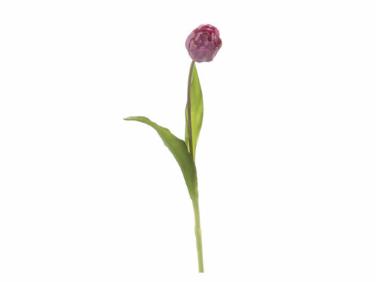 TULIPANO NANCY ROSA