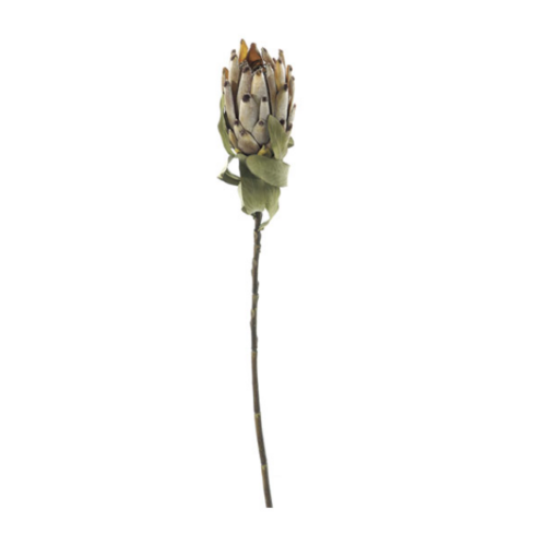 PROTEA IN TESSUTO CM60 CAFFE’ – BRUCO
