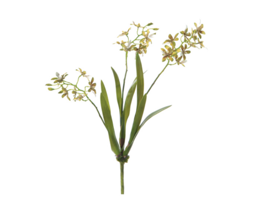 PIANTA ORCHIDEA VANDA CM49 VERDE/ROSA – BRUCO