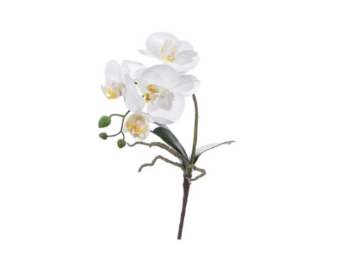 PIANTINA PHALAENOPSIS CM41 BIANCO – BRUCO