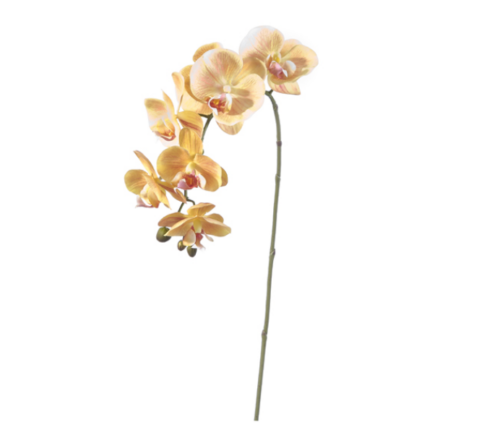 PHALAENOPSIS CM81 ARANCIO – BRUCO