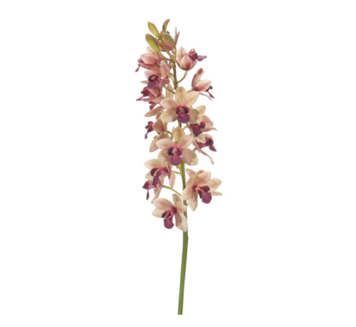CYMBIDIUM ELITE CM80 ROSA/PURPLE – BRUCO