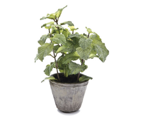 VASETTO MENTA VERDE – BRUCO