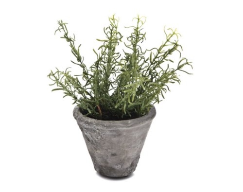 VASETTO ROSMARINO VERDE – BRUCO