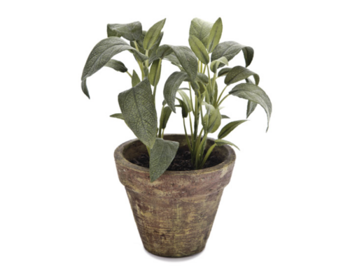 VASETTO SALVIA VERDE – BRUCO