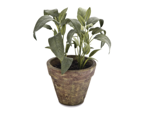VASETTO SALVIA VERDE - BRUCO