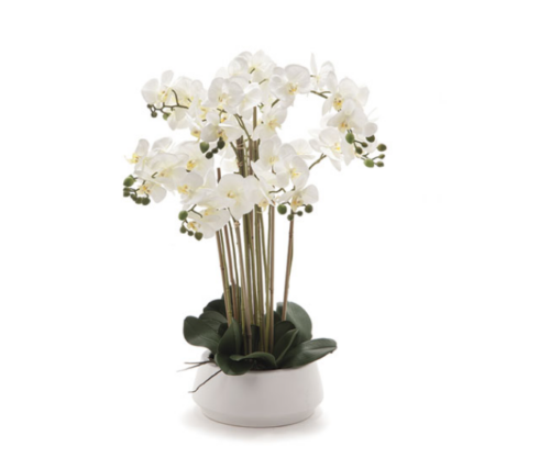 PIANTA PHALAENOPSIS REAL TOUCH CM66 VASO CERAMICA BIANCO – BRUCO