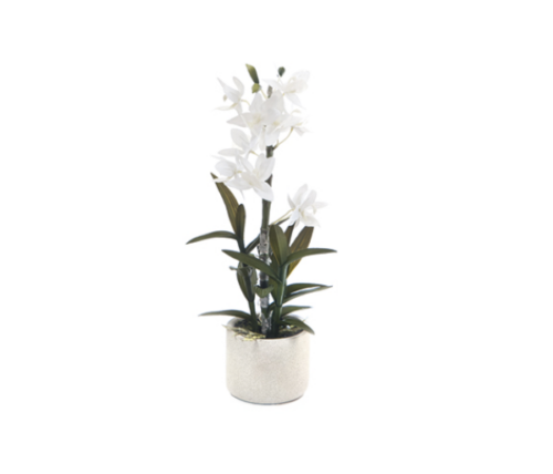 PIANTA CATTLEYA CON VASO CM48 BIANCO – JOLIPA