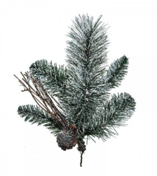 RAMO PINO CON PIGNE BRINATO – BRUCO