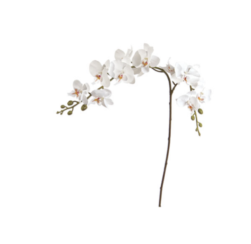 PHALAENOPSIS RAMIFICATO BIANCO