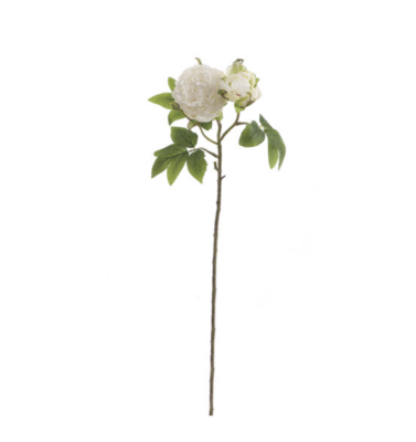 PEONIA CON BOCCIOLO BIANCO