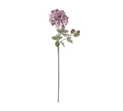 DALIA LILLA CON BOCCIOLO