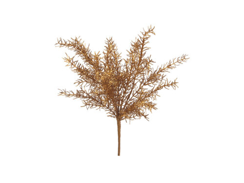 Bush asparagus oro Bruco