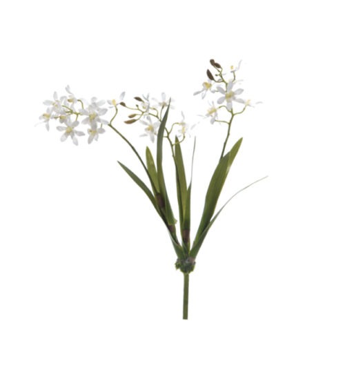 PIANTA ORCHIDEA VANDA – BRUCO