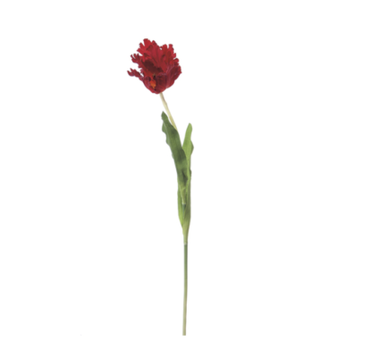 TULIPANO SFRANGIATO CM71 ROSSO SCURO - BRUCO