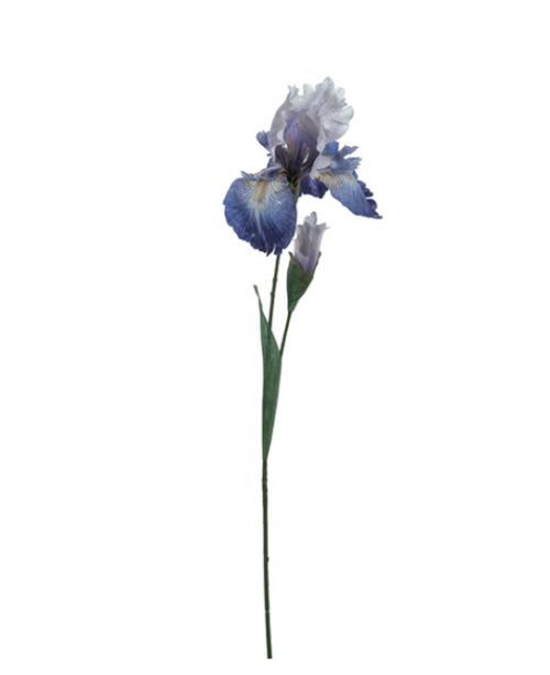 IRIS CM83 VIOLA – BRUCO