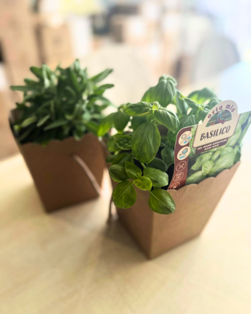 Bomboniera in box personalizzata con piantina aromatica fresca
