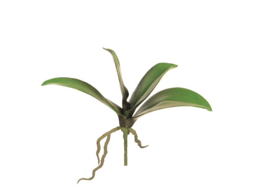 BUSH FOGLIE PHALAENOPSIS C/RADICI CM25 VERDE