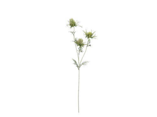 ERYNGIUM CM72 VERDE