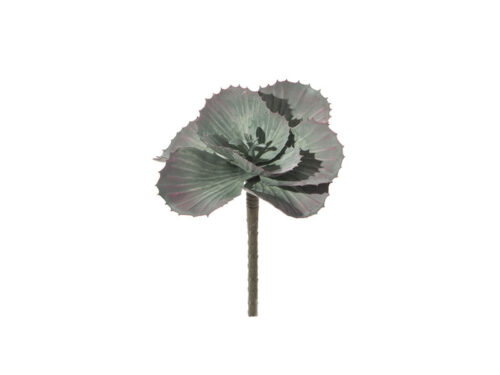 PIANTA GRASSA CM16 VERDE – BRUCO