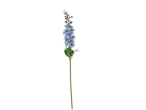 DELPHINIUM CM87 CELESTE – BRUCO