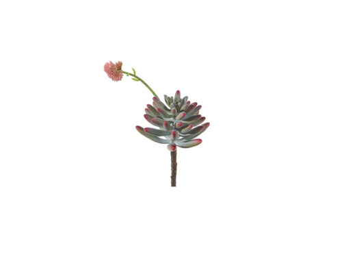 PIANTA GRASSA SUCCULENTA CM24 VERDE/ROSA – BRUCO